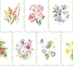 Birth Flowers
